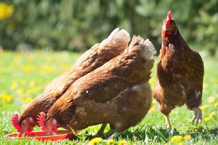 How Can I Prevent My Chickens From Getting Sick?