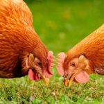 5 Unexpected Benefits of Raising Chickens