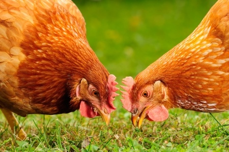 5 Unexpected Benefits of Raising Chickens