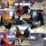 Cackle's Show Class Old English Bantam S/R Assortment 25 Qty-0