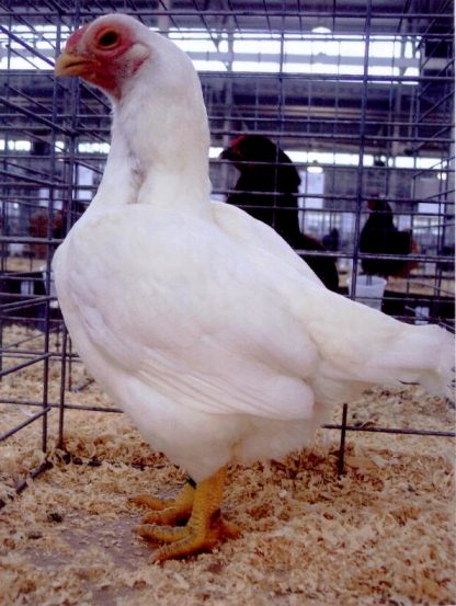 White Cornish Hen