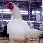 White Cornish Bantam Rooster