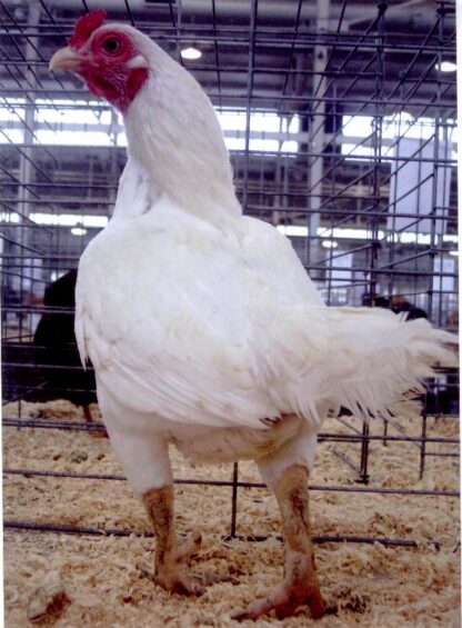 White Cornish Bantam Rooster