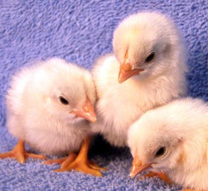 Group of White Cornish Bantam Chicks