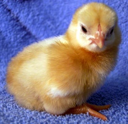 White Laced Red Cornish Bantam Chick