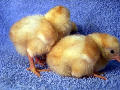 White Laced Red Cornish Bantam Group of Chicks