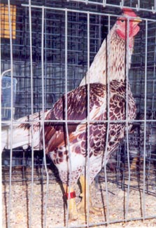 White Laced Red Cornish Bantam Rooster
