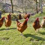 Integrating New Chickens Into Your Flock