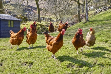 Integrating New Chickens Into Your Flock