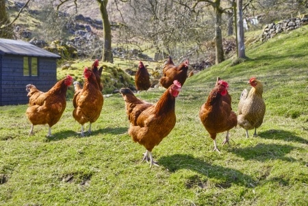 Integrating New Chickens Into Your Flock - Cackle Hatchery