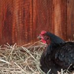 Safely Treating an Egg-Bound Hen