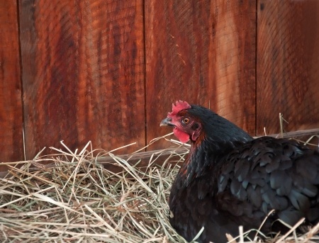 Safely Treating an Egg-Bound Hen