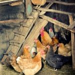 5 Accessories to Add to your Chicken Coop