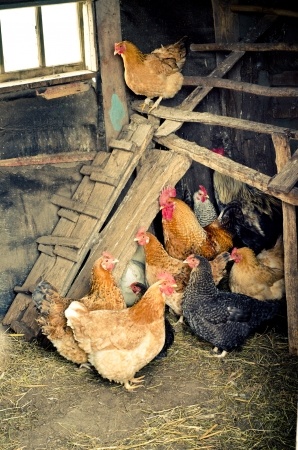 5 Accessories to Add to your Chicken Coop