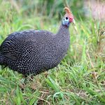 6 Great Reasons to Raise Guinea Fowl