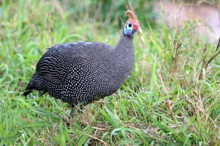 6 Great Reasons to Raise Guinea Fowl