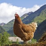 5 Little-Known Facts About Chickens