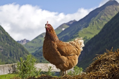 5 Little-Known Facts About Chickens