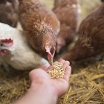 Coccidiosis: The Signs, Symptoms and Treatment