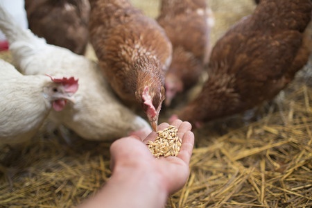 Coccidiosis: The Signs, Symptoms and Treatment