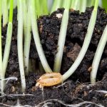 Sprouting Fodder for Your Chickens