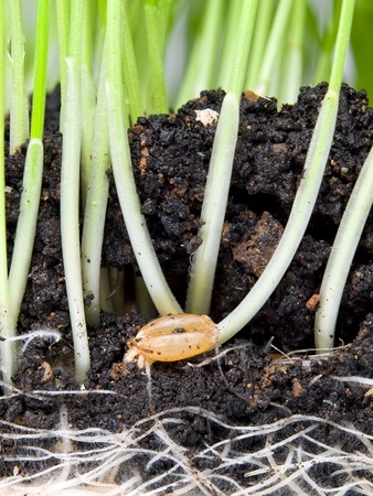 Sprouting Fodder for Your Chickens