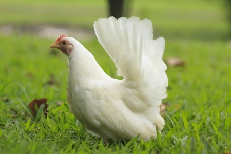 Rutgers Outreach Program Brings Chickens to Suburbs in NJ