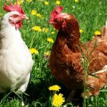 Understanding Your Chickens’ Pecking Order