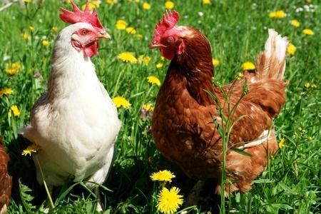 Understanding Your Chickens’ Pecking Order