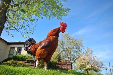 Here’s How Roosters Know When to Crow