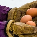 Chickens Laying Soft Eggs