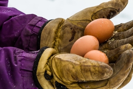 Chickens Laying Soft Eggs