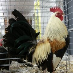 Golden Duckwing Old English Game Standard Rooster Chicken