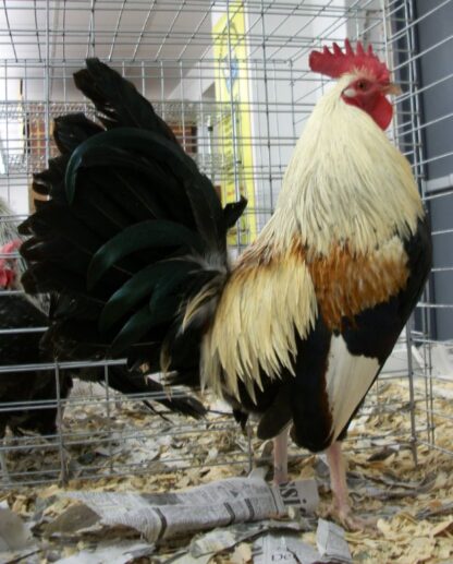 Golden Duckwing Old English Game Standard Rooster Chicken