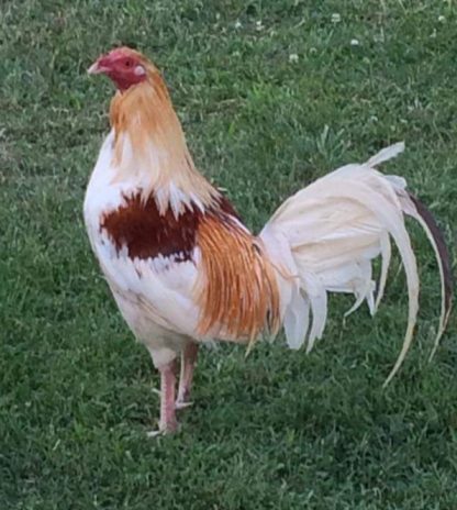 Red Pyle Old English Game Fowl Standard