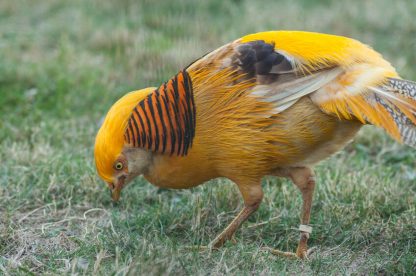 Assorted Rare Ornamental pheasants