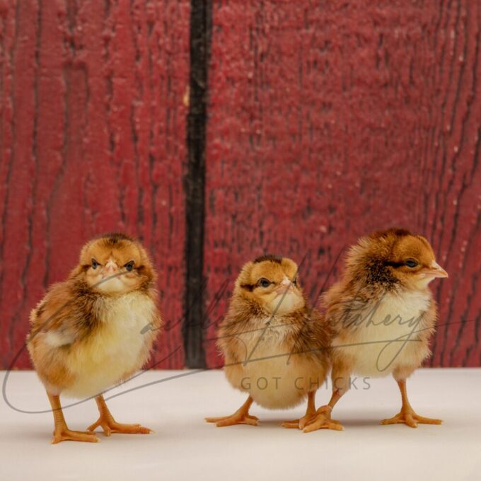 Black Breasted Red Standard Old English - Image 3