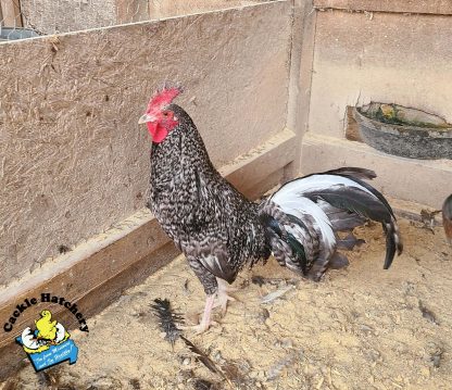 Cuckoo Standard Old English Chicken