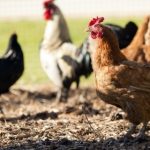 Is Free Ranging Really Right for your Flock?