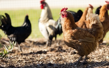 Is Free Ranging Really Right for your Flock?