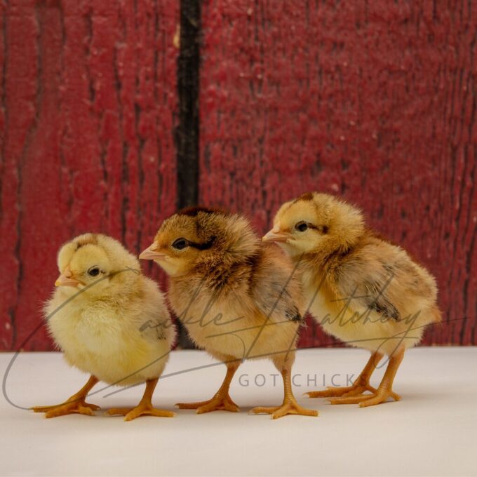 Gold Duckwing Standard Old English - Image 3