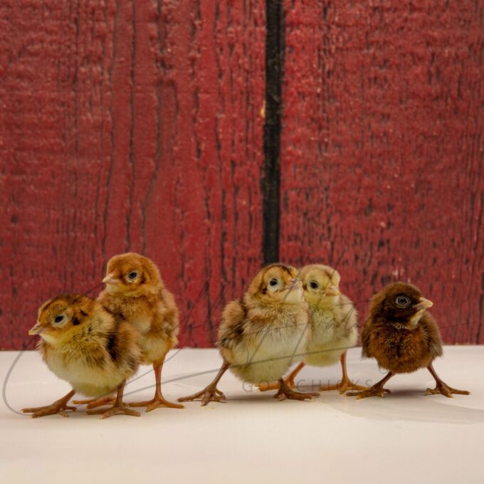 Assorted Rare Ornamental Pheasant - Image 3