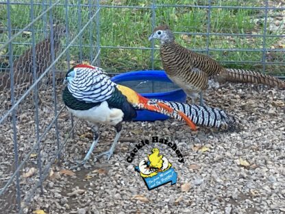 Ornamental Pheasant