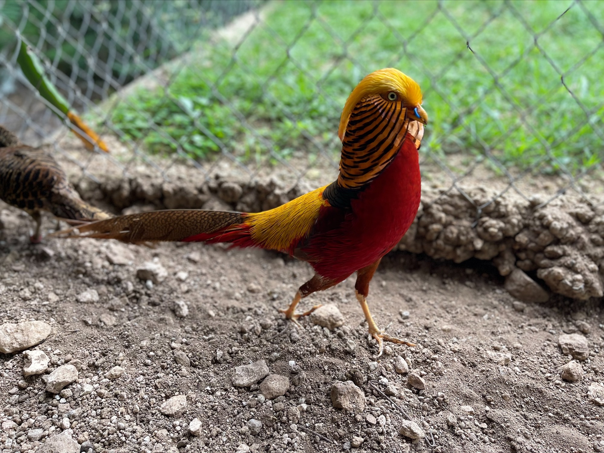 Ornamental Pheasants : Rare Pheasant Chicks