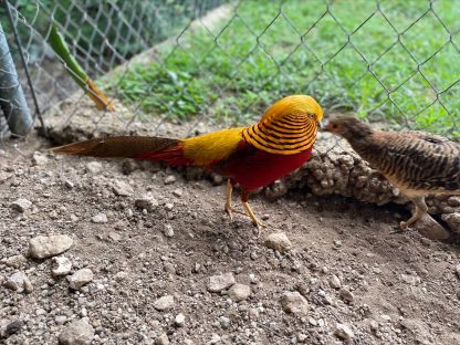 Ornamental Pheasants