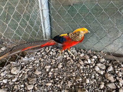 Ornamental Pheasants