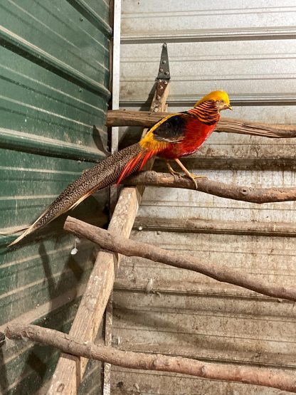 Ornamental Pheasants Photo Credit Chris Clark Mountain moon ranch