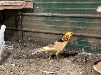 Ornamental Pheasants Photo Credit Chris Clark Mountain moon ranch