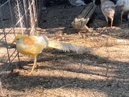 Peach Ornamental Pheasant