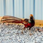 Pheasant